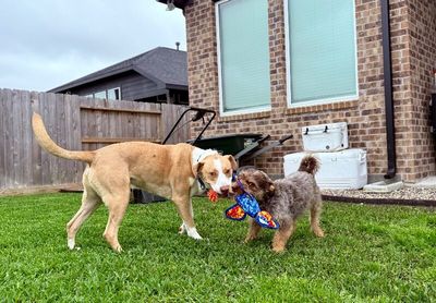 JJ Ryder a Straight Up Dude Dog thumbnail 13