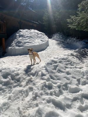 JJ Ryder a Straight Up Dude Dog thumbnail 3