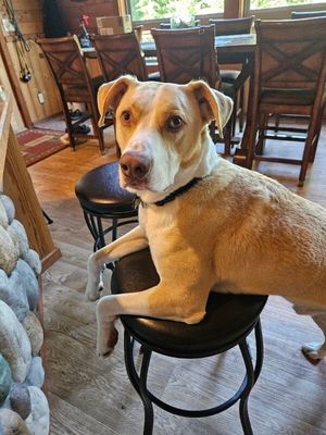 JJ Ryder a Straight Up Dude Dog thumbnail 12