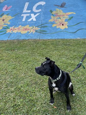 Baylor Banjo Morning Coffee Buddy thumbnail 11