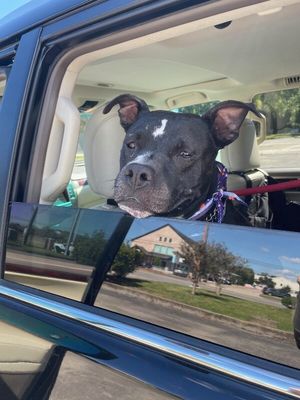 Baylor Banjo Morning Coffee Buddy thumbnail 15