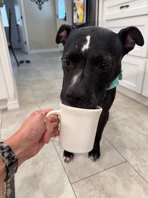 Baylor Banjo Morning Coffee Buddy thumbnail 6
