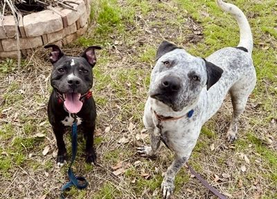 Baylor Banjo Morning Coffee Buddy thumbnail 4