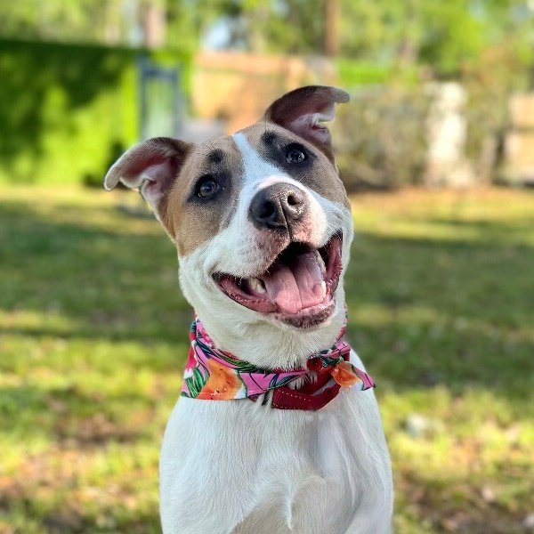 Aria The Girl With A Beautiful Smile, a American Pit Bull Terrier dog available for adoption