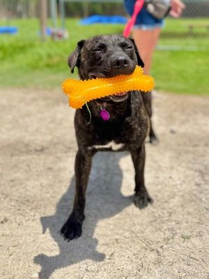 Mochi Magic the Happy Pup thumbnail 2