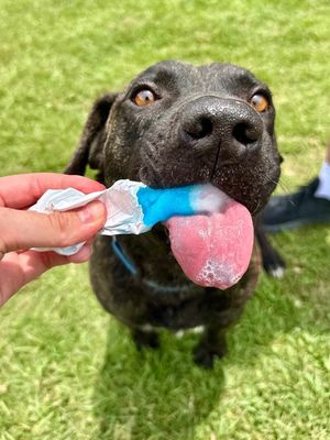 Mochi Magic the Happy Pup thumbnail 10