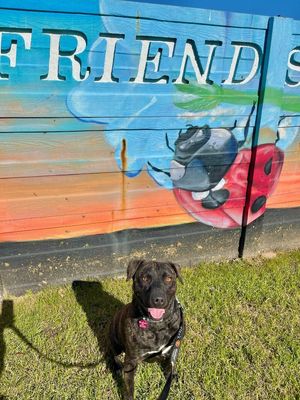 Mochi Magic the Happy Pup thumbnail 15