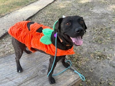 Mochi Magic the Happy Pup thumbnail 9