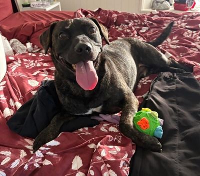 Mochi Magic the Happy Pup thumbnail 4
