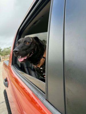 Mochi Magic the Happy Pup thumbnail 7