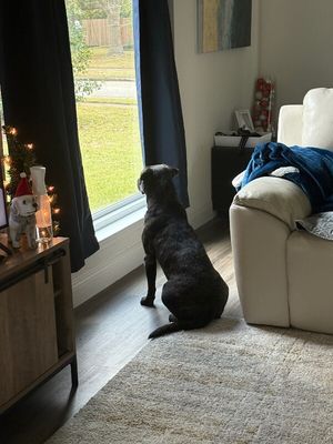 Mochi Magic the Happy Pup thumbnail 5