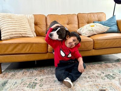 Lane Boots the Snuggly Couch Dog thumbnail 12