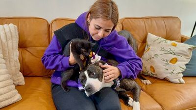 Lane Boots the Snuggly Couch Dog thumbnail 14
