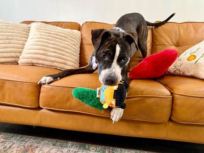 Lane Boots the Snuggly Couch Dog thumbnail 15