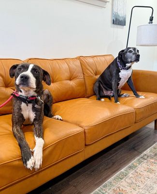 Lane Boots the Snuggly Couch Dog thumbnail 13