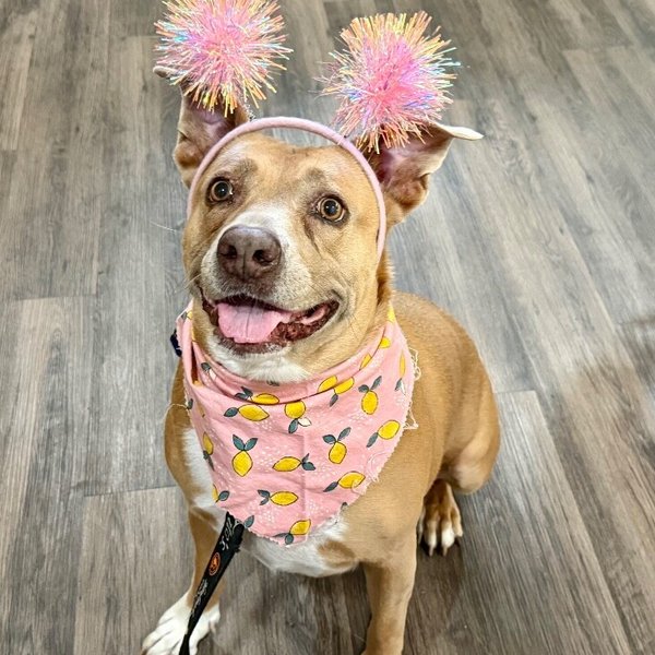 Leoni Roe Lover Girl, a American Pit Bull Terrier dog