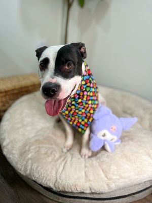 Panda the perfect doggy pal thumbnail 5