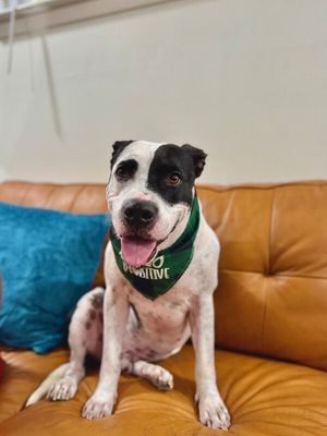 Panda the perfect doggy pal thumbnail 10