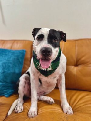 Panda the perfect doggy pal thumbnail 1