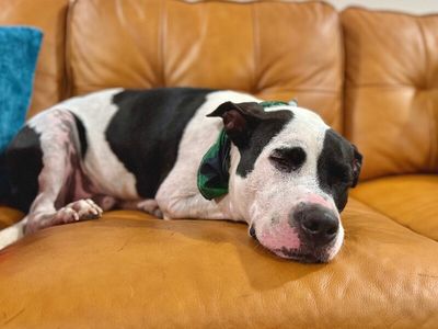Panda the perfect doggy pal thumbnail 9