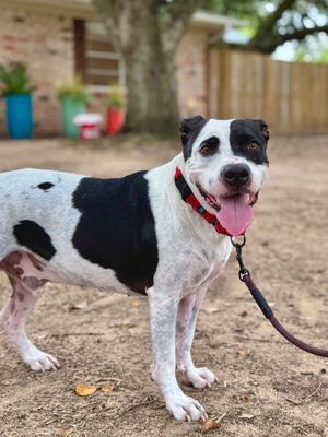 Panda the perfect doggy pal thumbnail 11