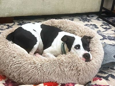 Panda the perfect doggy pal thumbnail 8