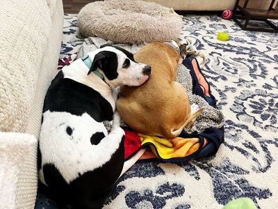 Panda the perfect doggy pal thumbnail 14