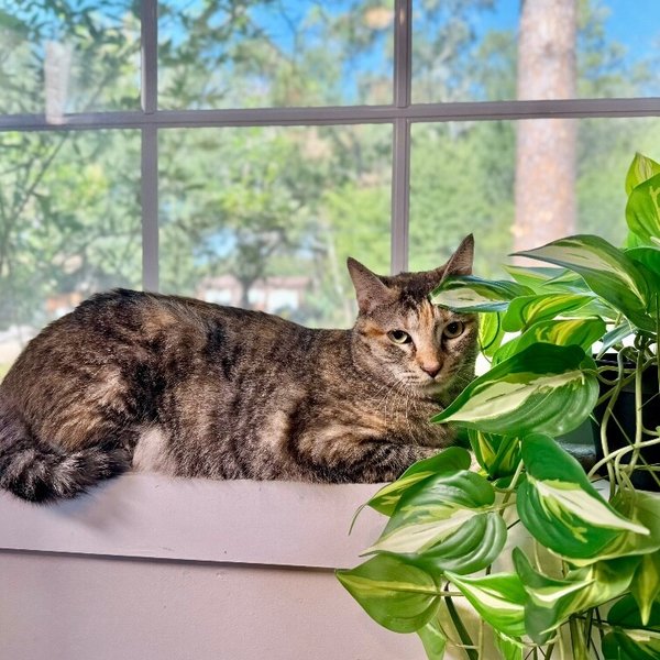 Dulcecita Caramel, a Domestic Short Hair cat