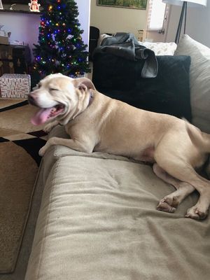 Daisy the happy Family lab thumbnail 14