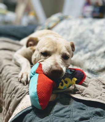 Daisy the happy Family lab thumbnail 6
