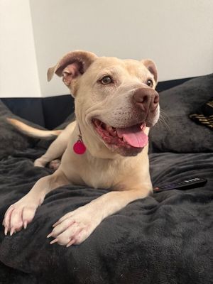 Daisy the happy Family lab thumbnail 3