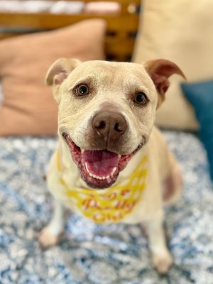 Daisy the happy Family lab thumbnail 11