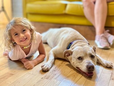 Daisy the happy Family lab thumbnail 2