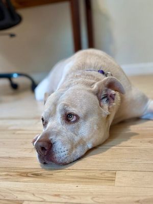 Daisy the happy Family lab thumbnail 15