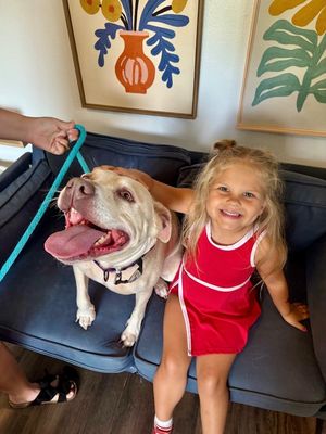 Daisy the happy Family lab thumbnail 7