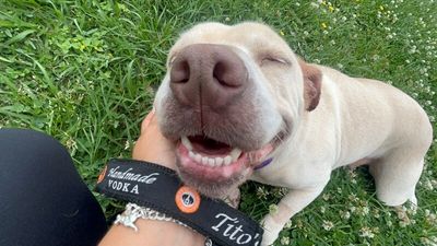 Daisy the happy Family lab thumbnail 10