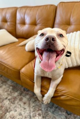 Daisy the happy Family lab thumbnail 8