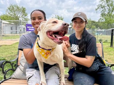 Daisy the happy Family lab thumbnail 4