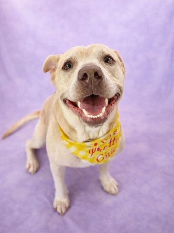 Daisy the happy Family lab - Photo 1