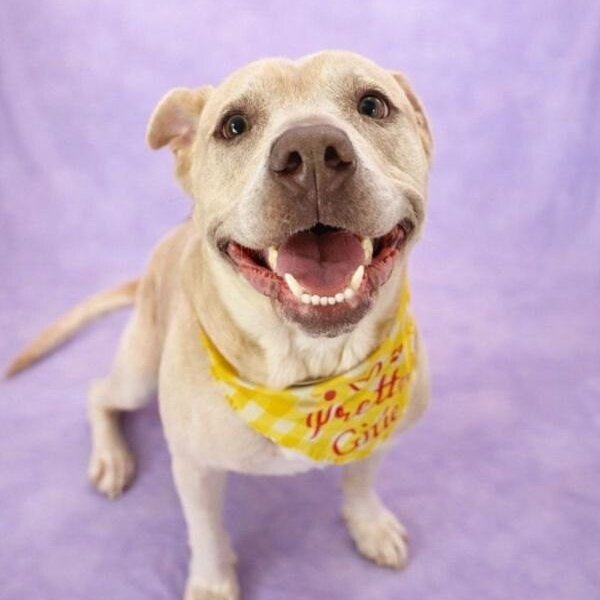 Daisy the happy Family lab, a Labrador Retriever dog