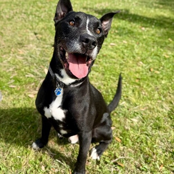 Otto Lotto Worth More Than Millions, a American Pit Bull Terrier dog