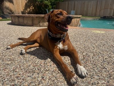 Charlie Brown Belly Rub King thumbnail 1