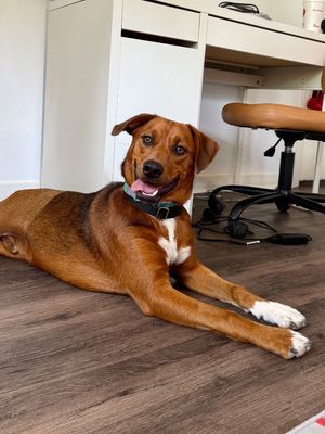 Charlie Brown Belly Rub King thumbnail 15