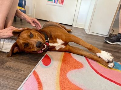 Charlie Brown Belly Rub King thumbnail 12