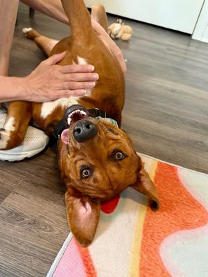 Charlie Brown Belly Rub King thumbnail 6