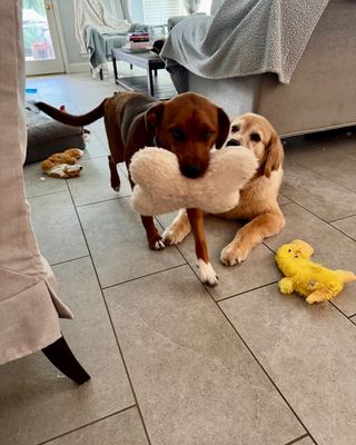 Charlie Brown Belly Rub King thumbnail 14
