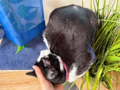 Flora the Adora(ble) thumbnail 14