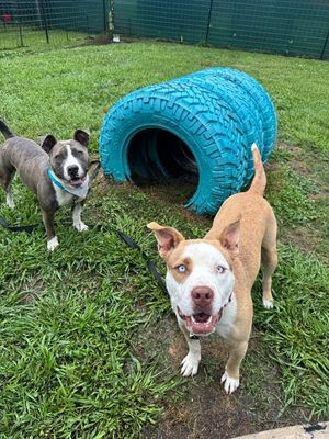 Holly The Best Family Dog thumbnail 2