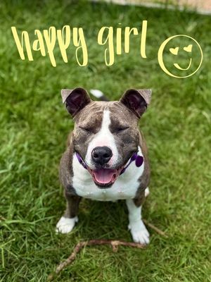 Holly The Best Family Dog thumbnail 11