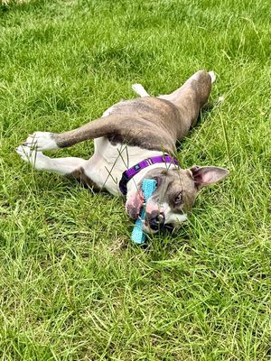 Holly The Best Family Dog thumbnail 9